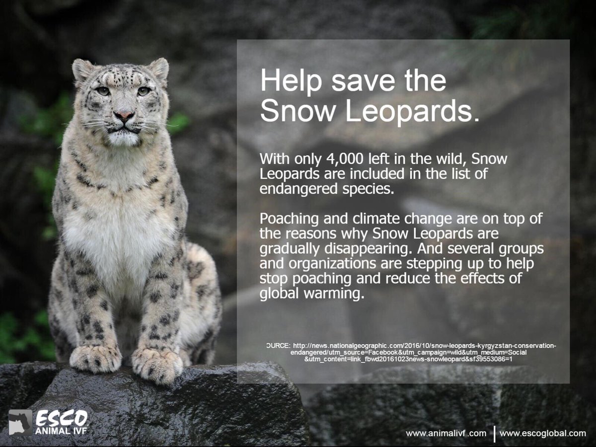 Yesterday we celebrated the International Snow Leopard Day to increase  awareness to the conservation status of these big cats., image size:1200x900