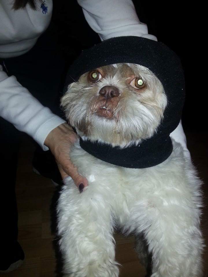 SlothMorgan's tweet photo. 3 years since the day we put a balaclava on Gizmo and turned him into an Ewok https://t.co/LiSa6s8fsQ