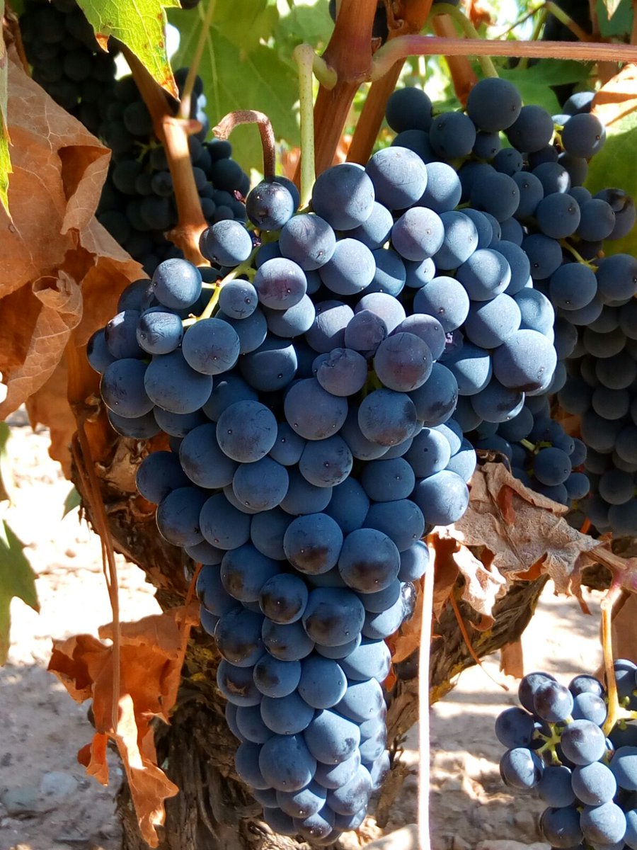 LaRiojaRural's tweet photo. https://t.co/wSwkMbWiTD En La Rioja la mejor oferta en Alojamientos,Restaurantes y Bodegas a un click.#bodegasrioja https://t.co/9sf4stHMe2