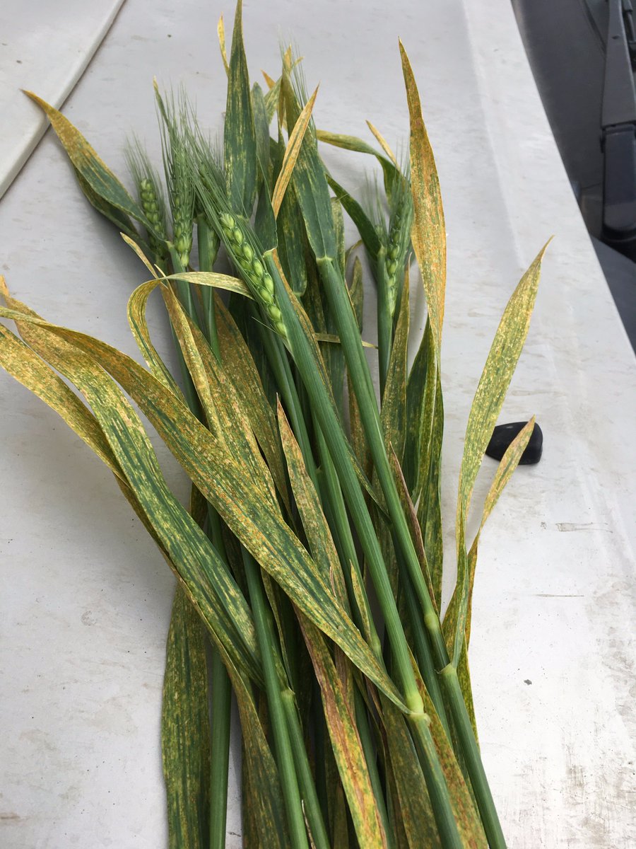 PecoAz's tweet photo. #trigo #Algarrobo afectado por "puccinia striiformis" en #Azul #Ruta226 #MarySierras #diseasescontrol #monitoreo https://t.co/ej8pI0B50a