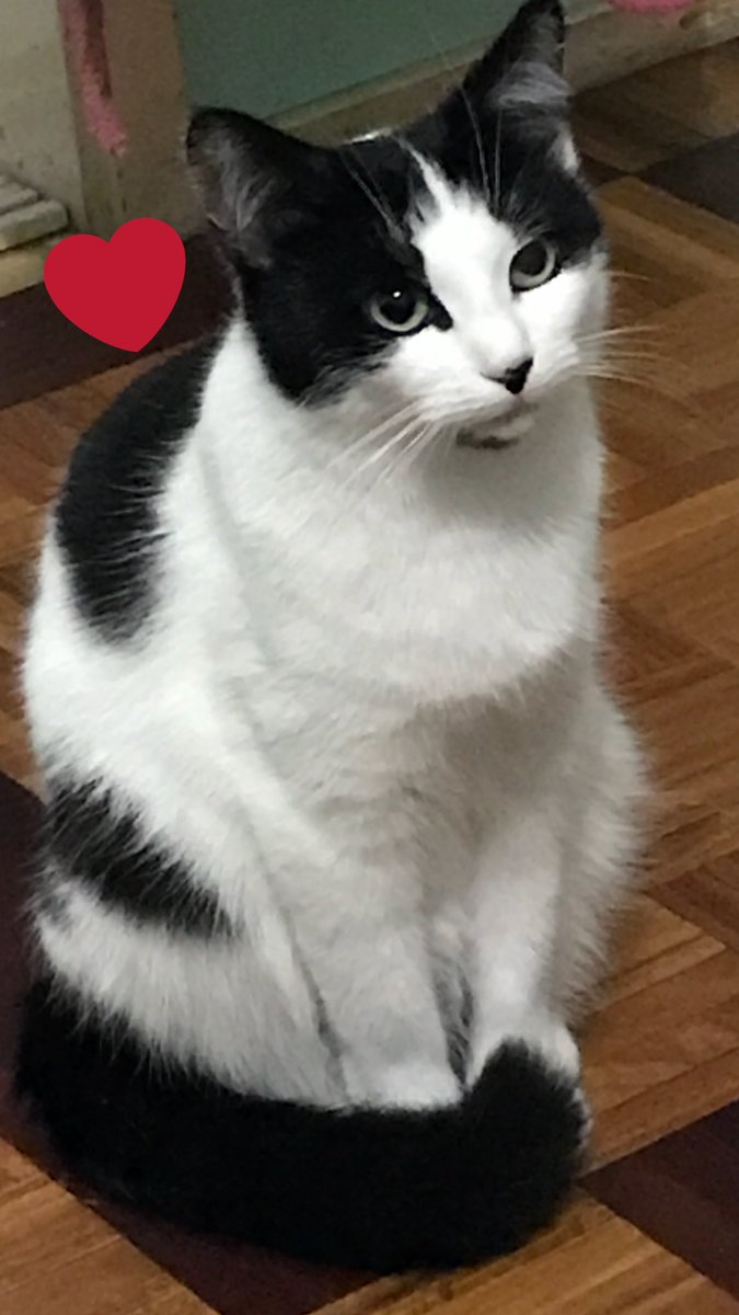 I have the best cat in the world.