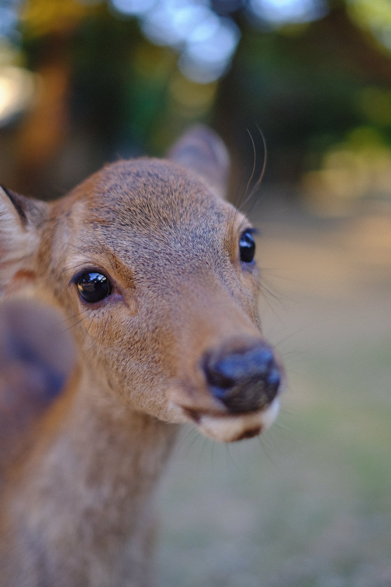 ザツメミガチ 青 今日はめっちゃ可愛い子の写真撮れたから良い日だ だから ザツメミガチのライブに来てよ 無理やり宣伝つけます T Co Luq1m77atp 奈良公園 鹿可愛い T Co 5zevoyc9ij Twitter