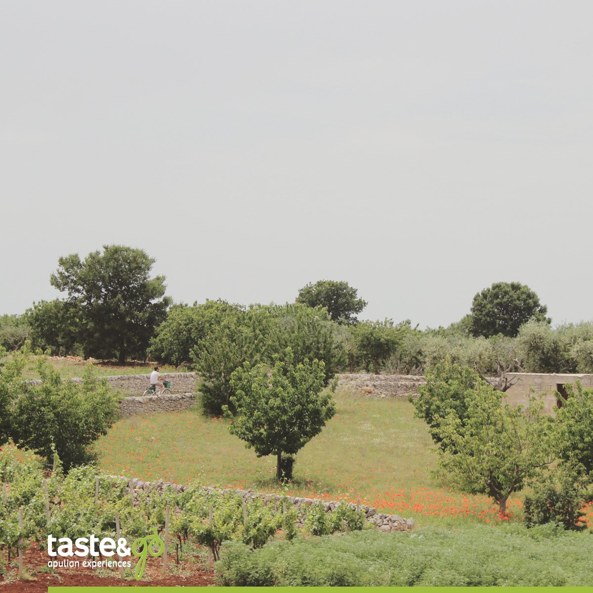 TasteandGo's tweet photo. Le vacanze in #Puglia noi le preferiamo su due ruote, quelle delle nostre e-bike.
Scoprite di più su: https://t.co/Tv4fGyXGG6 #TasteAndGo https://t.co/0EA0c1UPpM