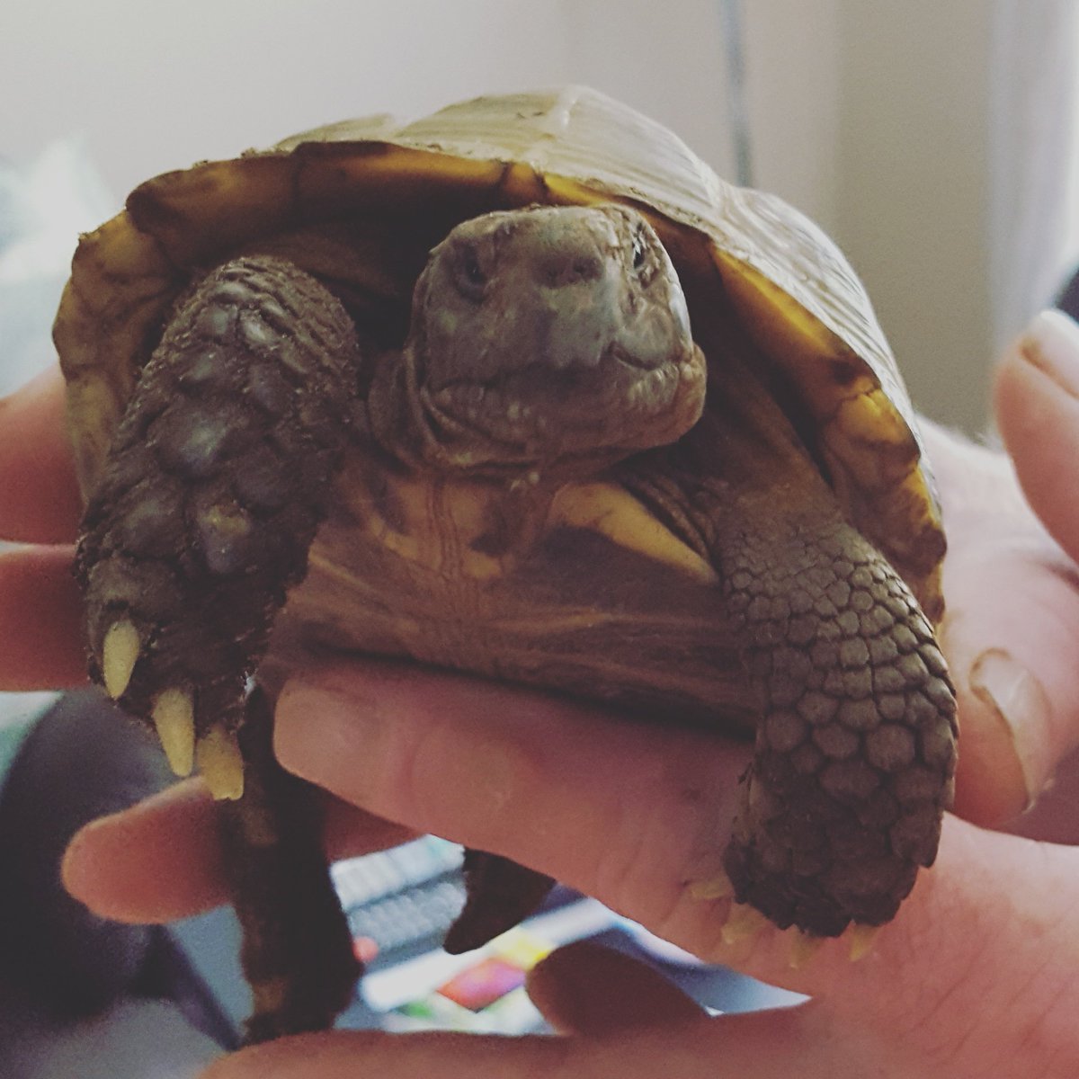 petnurseservice's tweet photo. Not shy at all for his nail clip! #tortoise #pets #petnurseservices #mobilevets #newcastleupontyne #tyneandwear #cheese #vetnurse #cute https://t.co/eglrBPnrvk