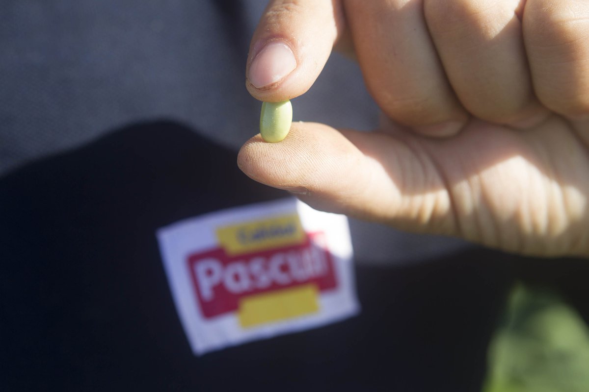 Pascual's tweet photo. ¿Sabías que somos la única empresa en promover el cultivo de la soja para consumo a nivel nacional? 😉 https://t.co/ONGtttUosI https://t.co/HolRPlDsGK