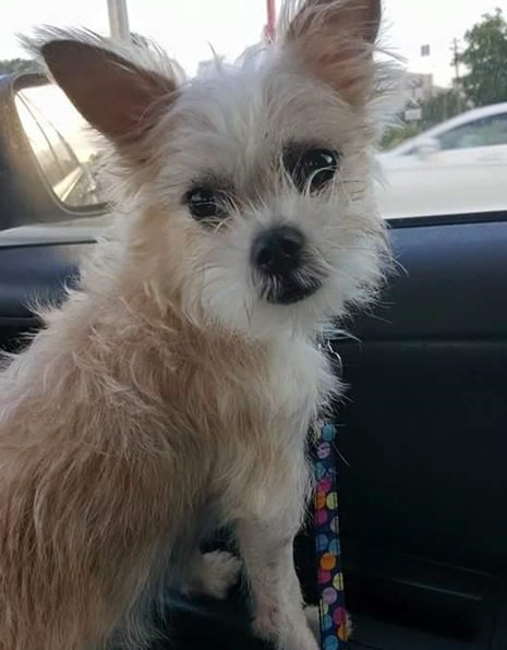 LYRescuePets's tweet photo. Meet our Adoptable Pets of the Week: Bixby (Brussels Griffon) &amp; Mabel (Tuxedo) from @LLOVRescue in East Point, GA!

https://t.co/TnSNhsxoAx https://t.co/kfMBJAmIMD