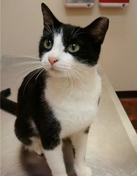 Meet our Adoptable Pets of the Week: Bixby (Brussels Griffon) &amp; Mabel (Tuxedo) from <a href="/LLOVRescue/">Laskey's Lucky Ones</a> in East Point, GA!

leashyourself.com/location/laske…