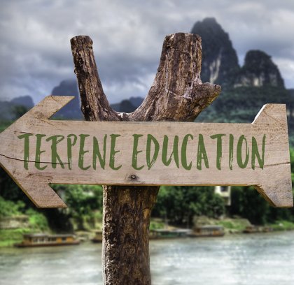 420_Terps's tweet image. #RT Can adding #AlphaPinene to #cannabis boost the medical value of #marijuana? extractconsultants.com/natural-alpha-…

#terpenes #MMJ #vape #concentrates