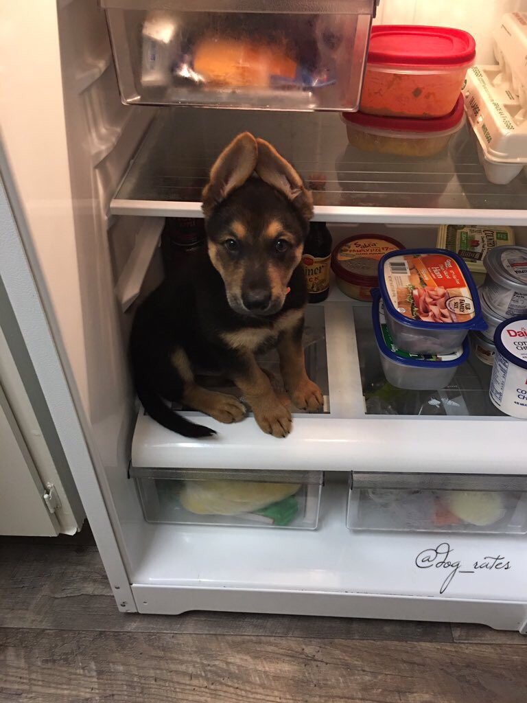 dog_rates's tweet photo. This is Duke. He sneaks into the fridge sometimes. It's his safe place. 11/10 would give little jacket if necessary https://t.co/Fd5WFDTMH4