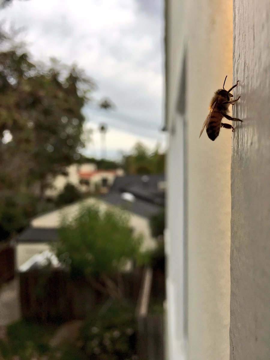ArgoBatts's tweet photo. #FunFact 76500: Our parents kept bees growing up. To this day I get hyped when I see a honeybee. #Honey #Bees #Dooster_Pledge https://t.co/7UD1JlCQXY