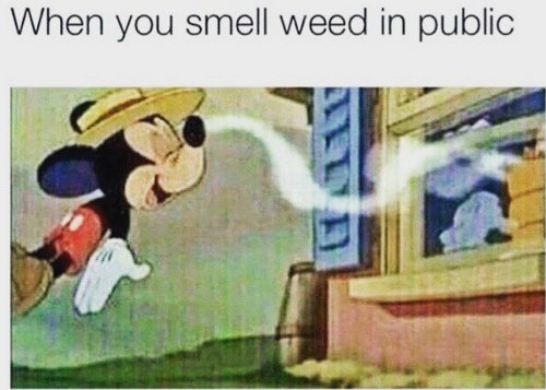 WeederMedia's tweet photo. right?! @WeederMedia #weederapp https://t.co/QMuIqATpaM #takemetoyourweeder #weederfriendly https://t.co/wavj7jLsna