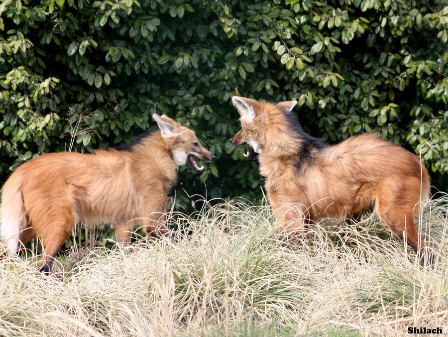 гривистый волк волк. гривистый волк. гибрид лисы. гривистый волк гуара. гривистого волка гривистый волк.