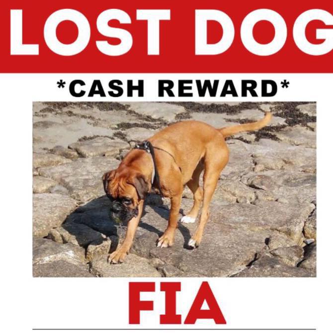 UCDEstates's tweet photo. Fia is a brown boxer dog who is missing
Possibly sighting today by UCD Eng lake. Please contact if seen-https://t.co/nOdFFoWV7e #findfia https://t.co/l6KEWL7ALy