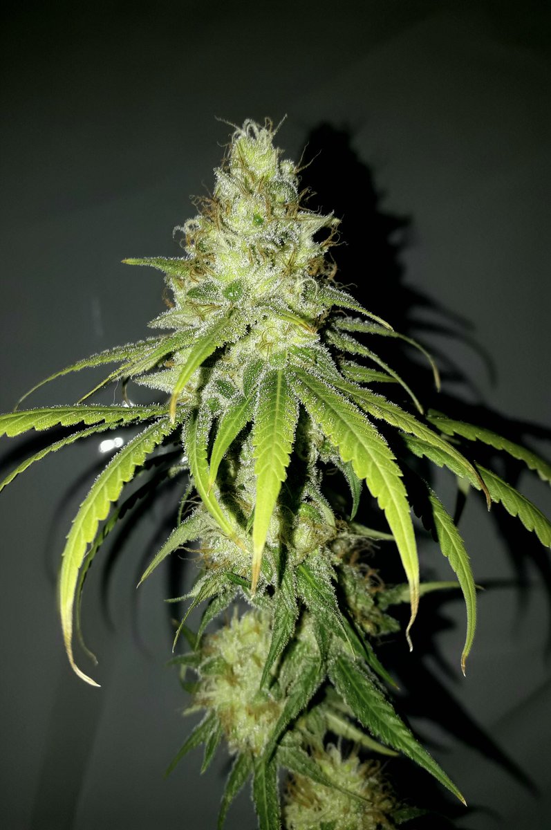 Apez140's tweet photo. Weed Día Verde Mundo unas flores de #Quasar de @BuddhaSeeds, #LedVenture, pronto en @cannabis_es.
Espero Os Gusten.
Boong A Vuestra Salud:)) https://t.co/iNGVuf3g9t