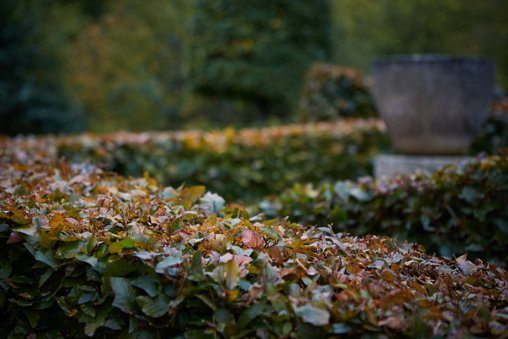 ArneMaynard's tweet photo. New Garden Diary || Reflections on a more subtle celebration of #autumn at Allt-y-bela https://t.co/xYzdLDmLTR @stevelannin @BrittWillDyer https://t.co/7oq6LiXNyk