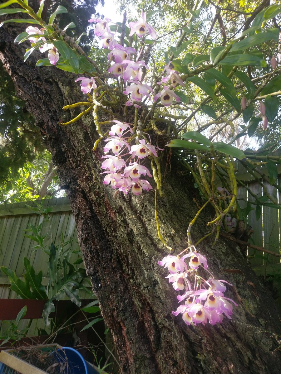 andymak68's tweet photo. #orchids #backyardorchids https://t.co/blGsqhtogQ