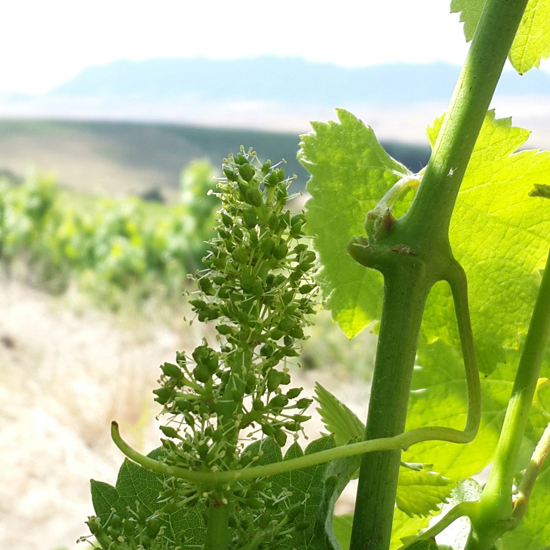 The delicate perfume of a flowering vine. Chenin bushvine Langkloof Paardeberg Swartland.