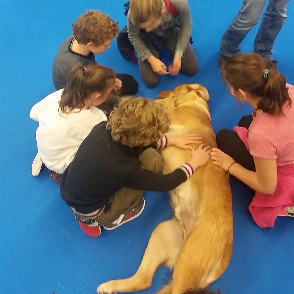 salonkidexpo's tweet photo. Leman des @chiensguidesparis élu chien le plus patient de la journée ! #kidexpo2016 #Kidex… https://t.co/uQhmvZgBJO https://t.co/qsgXF16TY6