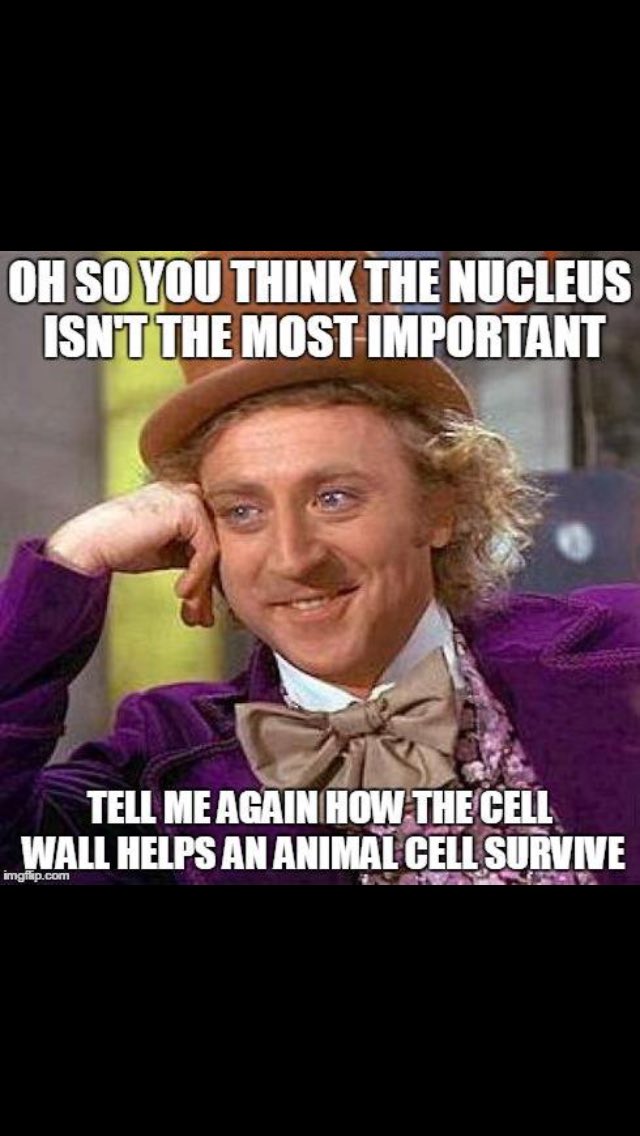 Nucleus4Cell's tweet photo. @Cell_Wall__ https://t.co/dJ4wfSGH8I