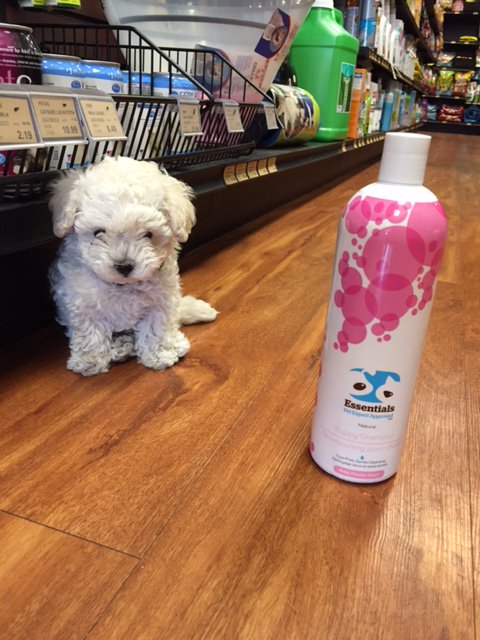 petvalu's tweet image. Happy Monday! Here's hoping your more excited about your week than this #CuteCustomer was for bath time (snapped by Pet Valu parkway mall)