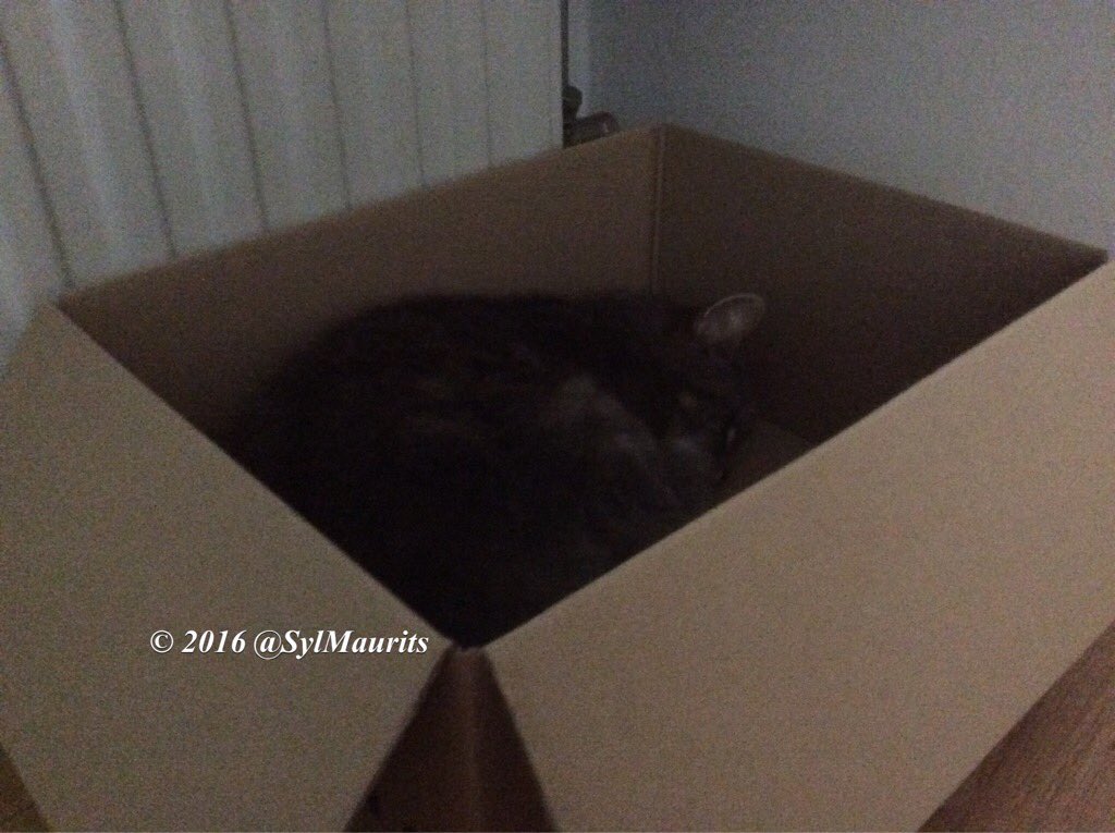boosvogeltje's tweet photo. #mondaymotivation No #kittyloafmonday #CatBoxSunday #mondaybox #CatsOfTwitter #kattenslaapje #Tess๐ค @MiloutjeMilou @RileyKatermans @hugo4de https://t.co/p9rmU3Q4TP