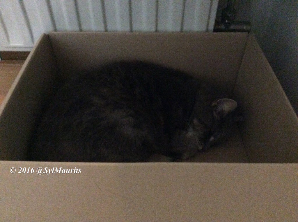 boosvogeltje's tweet photo. #mondaymotivation No #kittyloafmonday #CatBoxSunday #mondaybox #CatsOfTwitter #kattenslaapje #Tess๐ค @MiloutjeMilou @RileyKatermans @hugo4de https://t.co/p9rmU3Q4TP