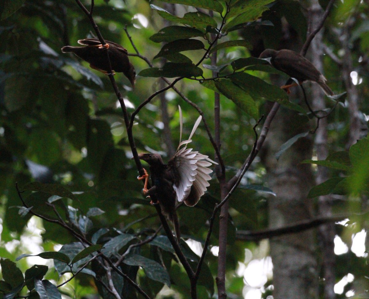 DanBrownNature's tweet photo. Wallace's Standardwing one of the most crazy #birdsofparadise and only found on #Halmahera #bop #ornthology #birding #indonesia https://t.co/lZG1RQ75KJ