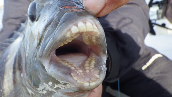 オトうつぼ A Twitteren シープスヘッド 人間の歯のような 下手したら人間よりも綺麗な歯を持つ魚 この硬い歯で貝や雲丹などをバリバリー と食べる 矯正する必要もないので 羨ましいとかなんとか T Co Pkxkthdxfu オトうつぼ A Twitteren シープスヘッド 人間の歯のような 下手したら人間よりも綺麗な歯を持つ魚 この硬い歯で貝や雲丹などをバリバリー と食べる 矯正する必要もないので 羨ましいとかなんとか T Co Pkxkthdxfu