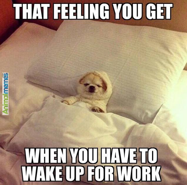 BusyBeeNYC's tweet image. All the time! #monday #work #dogs