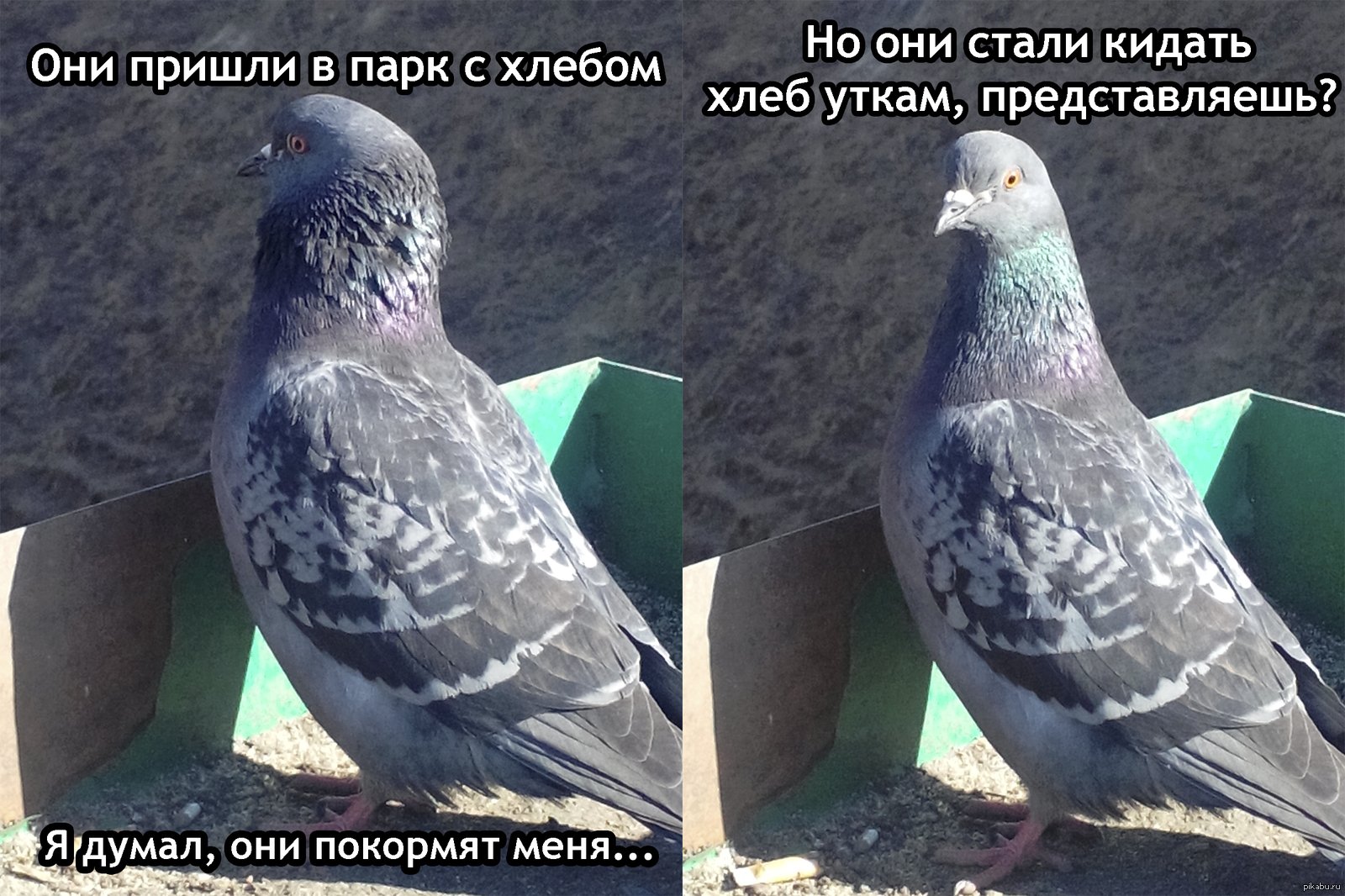 Голубь прикол