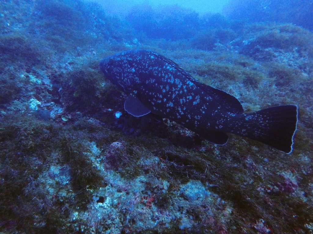 Beatrizespejo's tweet photo. Gran finde en #cabodepalos tiempo increíble #buceo #meros #Barracuda #pecio #naranjito https://t.co/ZrpSL8gVqB