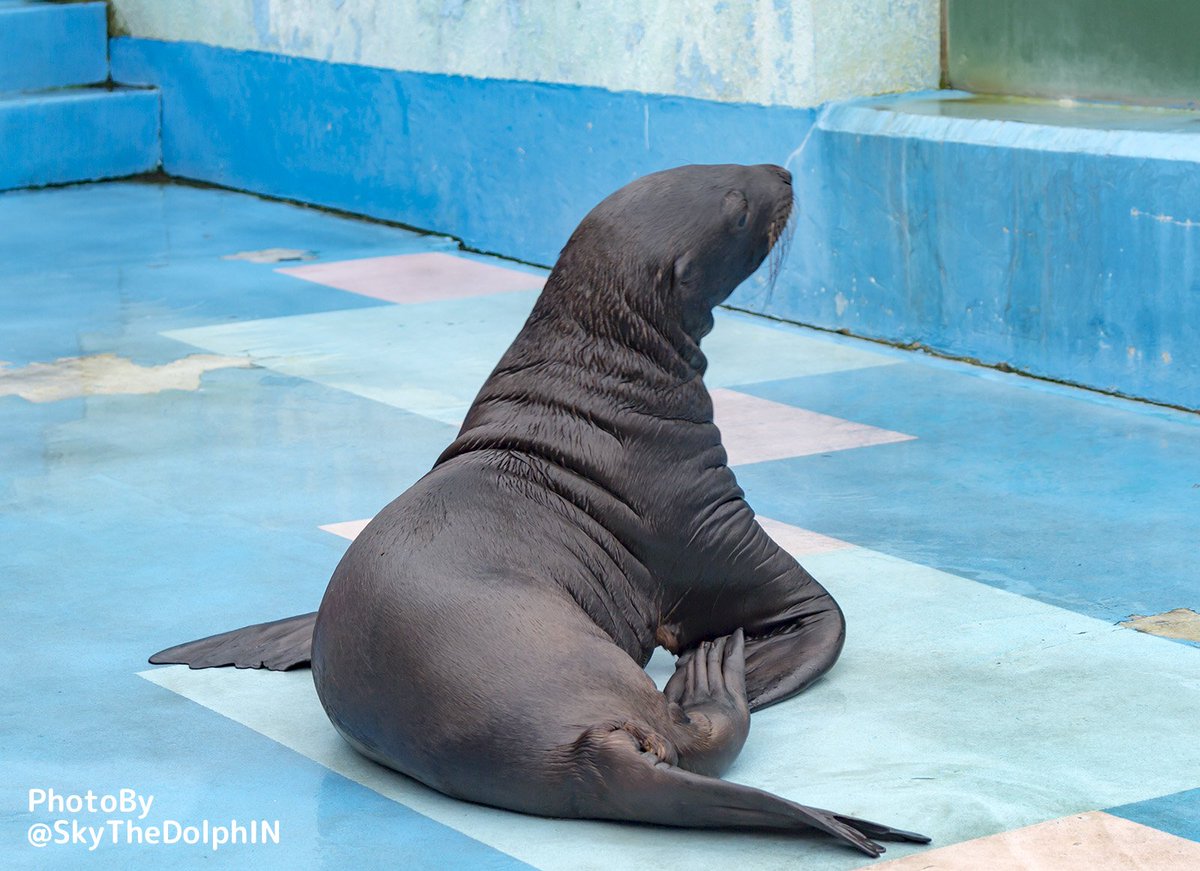 Commeの実 ご両親も可愛いんですよ お父さんの小鉄くん あっかんべーする時に目をつむるのが可愛い お母さんのヒナちゃん 目線がしっかり赤ちゃんを追っているのがまた可愛い 伊勢シーパラダイス 二見シーパラダイス トド 赤ちゃん