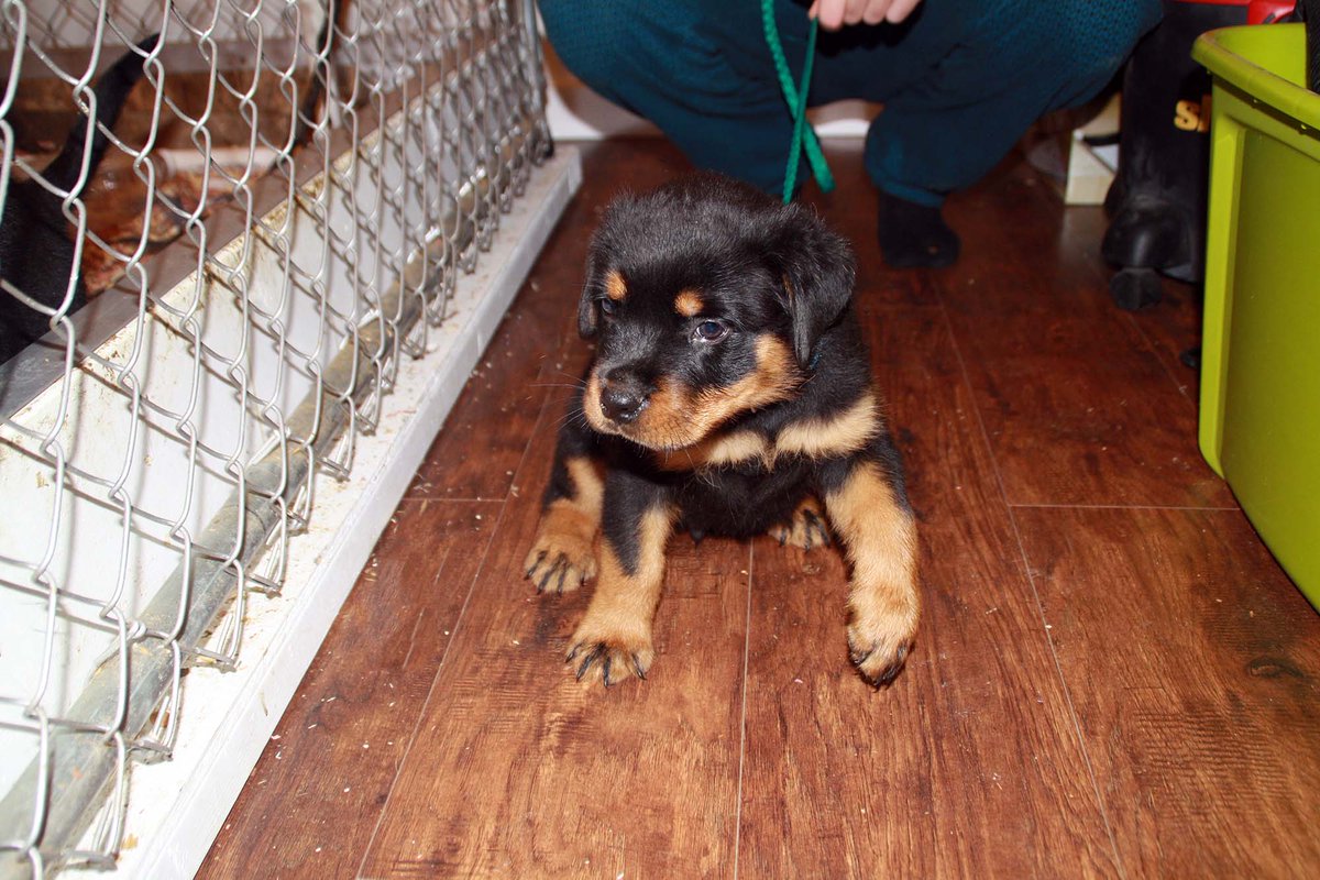 rottpups's tweet image. 3 Male AKC Rottweiler Puppies left. Located in Michigan. Call (231) 675-8581 for more info or check us out at pantheonrottweilers.com