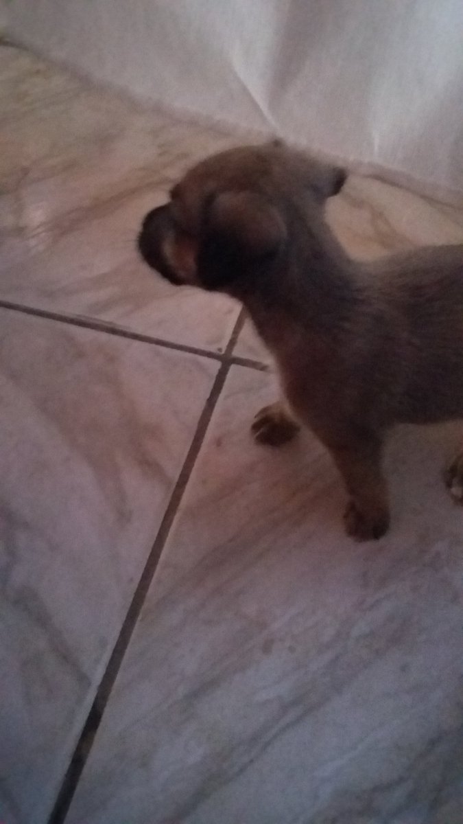 ronaltry  #TIMBETA (@ronaltrysilva) on Twitter photo 