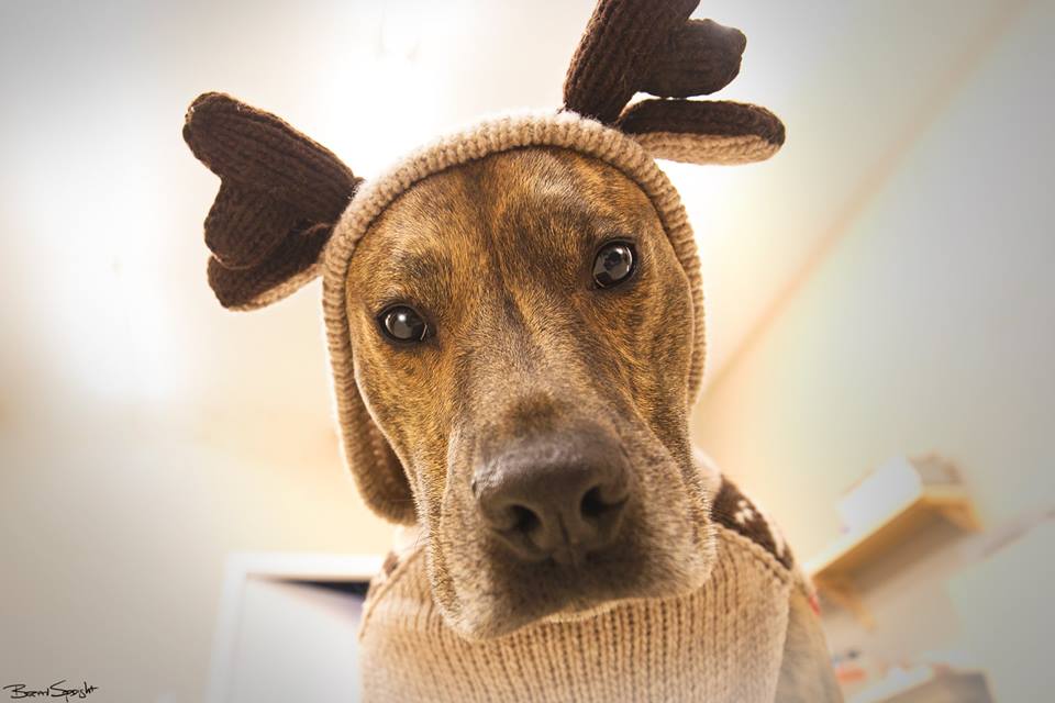 DogsofVictoria's tweet image. This is possibly the most adorable reindeer I've ever seen! #yyj #dogsoftwitter facebook.com/dogsofvictoria/