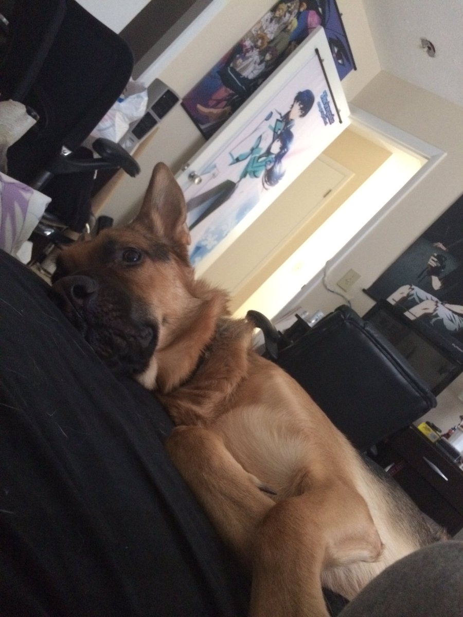 VanthCC's tweet photo. My last lazy day with @OGPippyGSD before I have to start packing it brakes a Momma's heart to have to leave her baby behind https://t.co/bdvrgBrUse