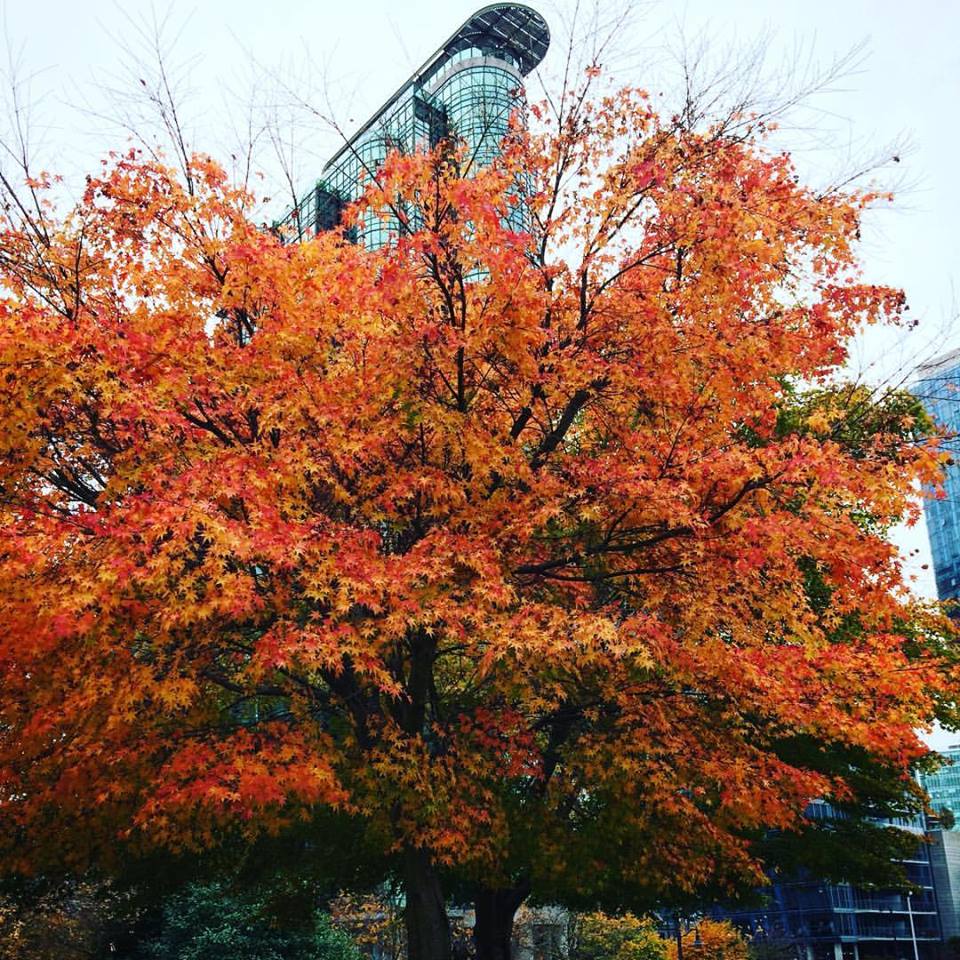 FulgentGenetics's tweet photo. Taking in the beautiful fall colors before heading back to California! #fallcolors #vancouver #ashg2016 #ashg16 https://t.co/DzB1wJxEh2