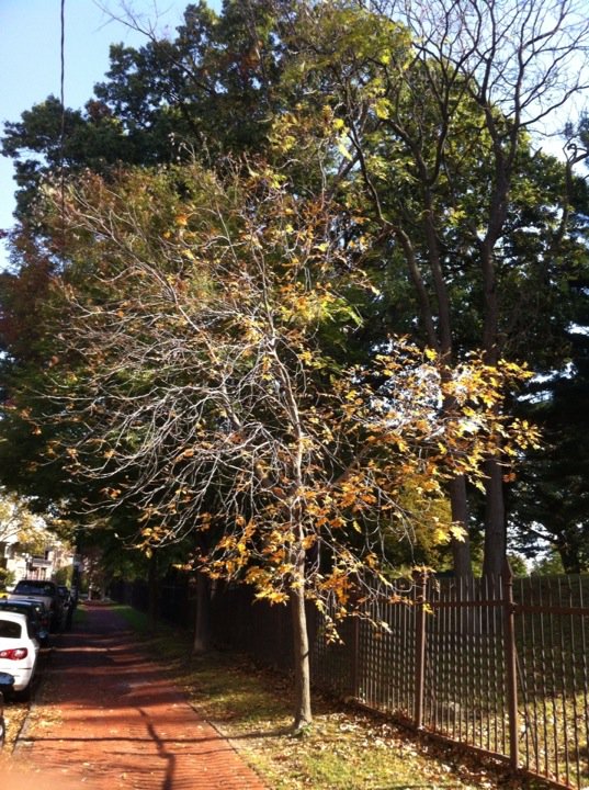 longhandnotes's tweet photo. Leaves that are foremost
To receive sunshine and breeze
Seem first to fall too
#haiku #headstart #ItBalancesOut https://t.co/woABbYnPw7