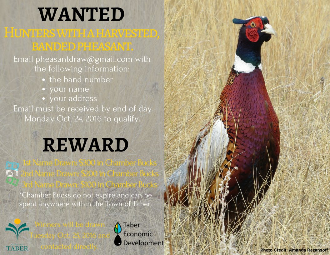 #Taber #PheasantFestival hunters, don't forget you still have until midnight to get your bands in to win <a href="/TaberChamber/">Chamber of Commerce</a> Bucks! 💰💰