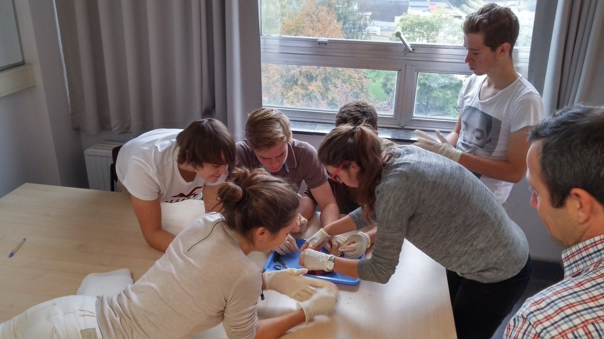 segers_patrick's tweet photo. Ik denk dat we de studenten mee hadden vanochtend tijdens de hartdissectie bij #bioMMeda aan #UGent ter gelegenheid van de #wetenschapsweek. https://t.co/NkkqHEzIxI