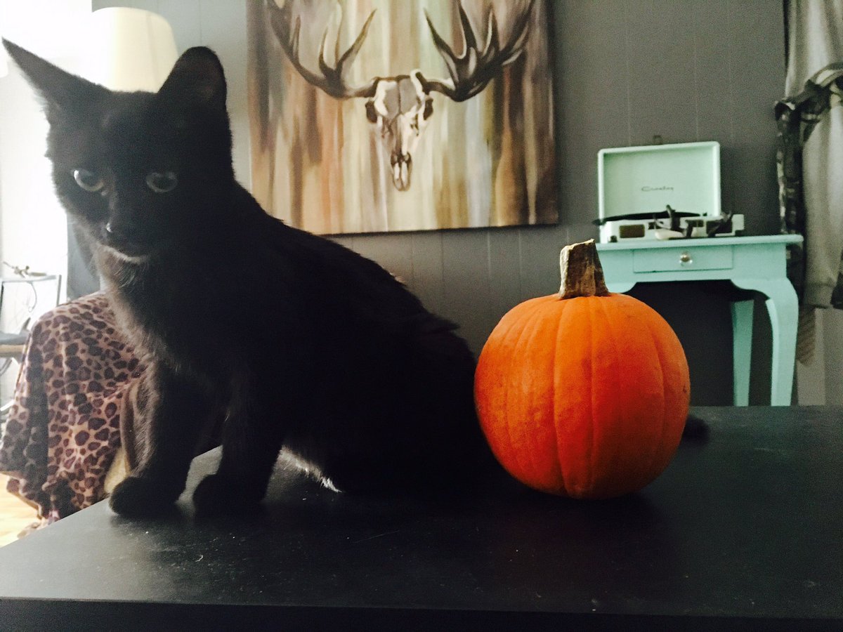 MeganErratic's tweet photo. I think I'm ready for Halloween 👻 https://t.co/JhRIEE6ZFs