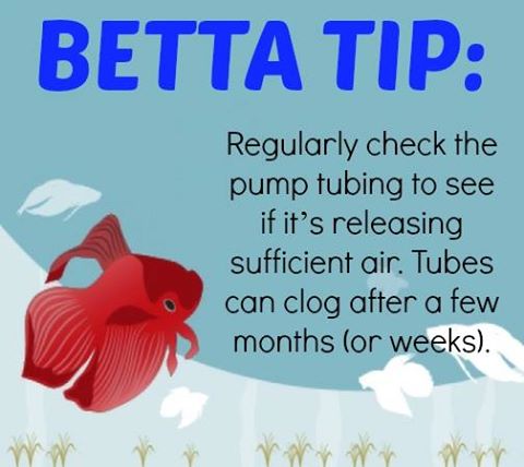 BettaFishCenter's tweet photo. Betta Tip...
#bettatip https://t.co/fqFrkC3g6L