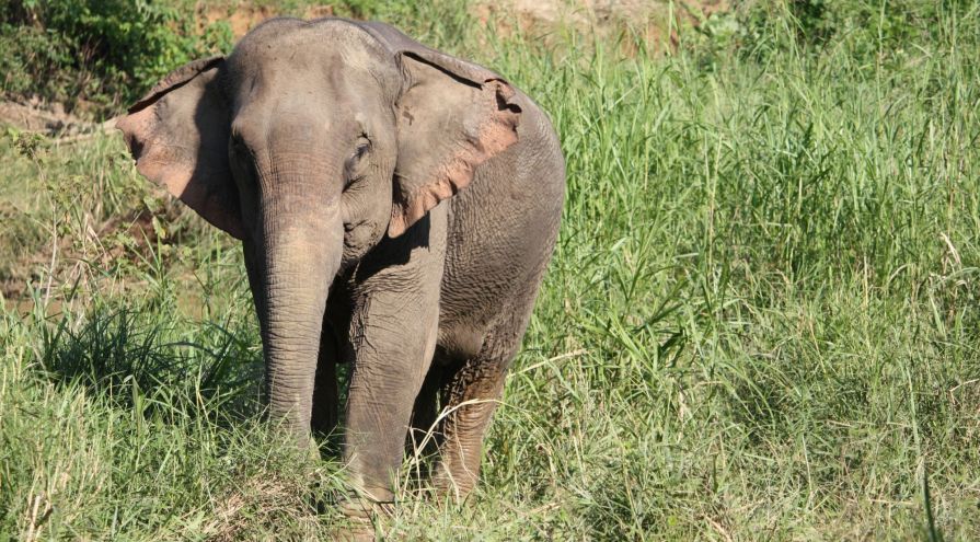 MoveTheWorldUS's tweet photo. See how overwhelming support helped create a win for #wildlife tourism around the world: https://t.co/c1v7ix9Rkl https://t.co/vERzOYXPR5