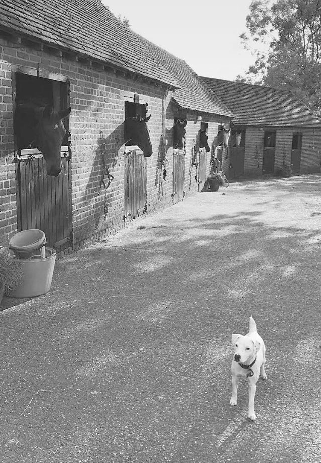 Love my new yard ❤️ #hickstead #teamupton #eventing <a href="/PureFeed/">Pure Feed Company</a> @MDR_Photo <a href="/ChildericUK/">Childeric UK</a> <a href="/timothyfoxx/">TimothyFoxx Clothing</a>