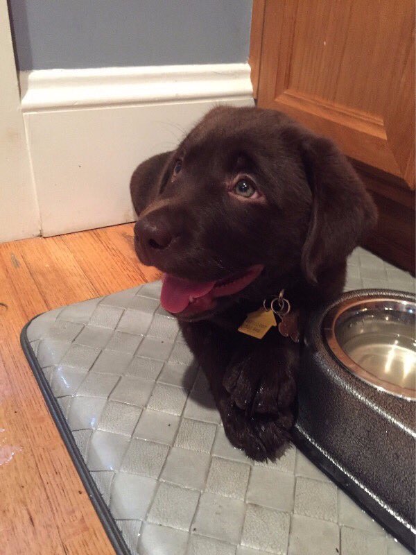 Connor_HM's tweet image. Me: "I want a puppy."
Brain: "No you're not ready?" 
Me: "But... look" *Shows pic*
Brain: "omg ok get seven."