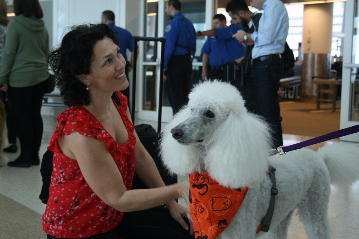 FlySJC's tweet photo. Smiles everyone, smiles: SJC's K9 Crew of therapy dogs is delighting passengers today with Halloween treats and smiles all around. https://t.co/xU7Y9wAJqy