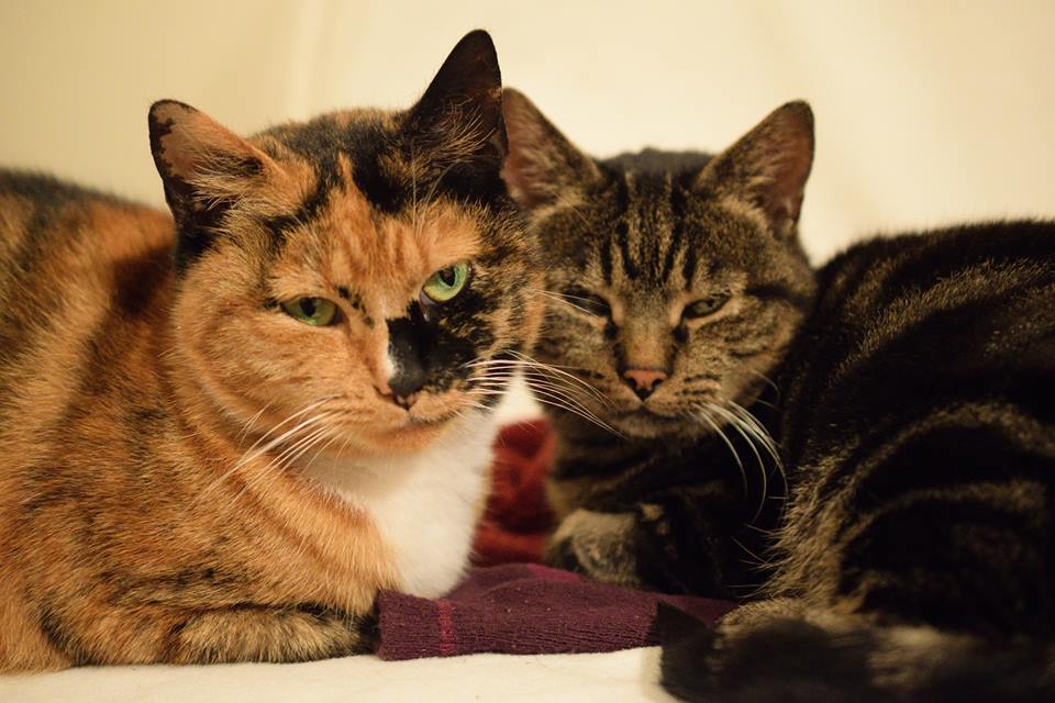 CATFrome's tweet photo. Thomasina and Tabby looking for a new home after their owner passed away.  Lovely, friendly and affectionate mature ladies. https://t.co/fCIGVfzRqT