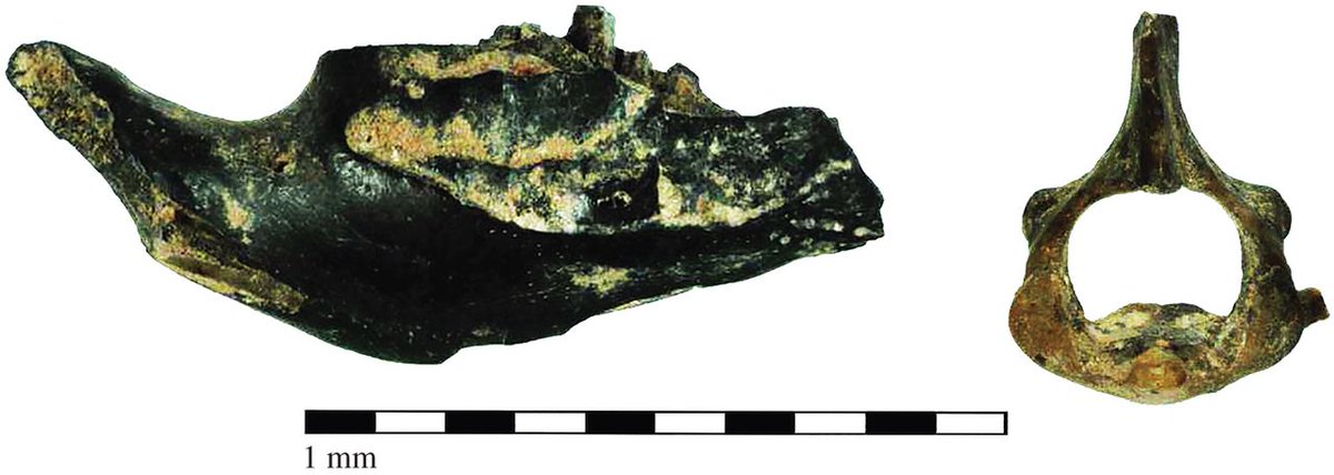 datadryad's tweet photo. Featured data from OA partners for #OAWeek! Rodents: food or pests in Neolithic Orkney https://t.co/T5TFGkoN8F @royalsociety #RSOpenScience https://t.co/vhyRkr47m2