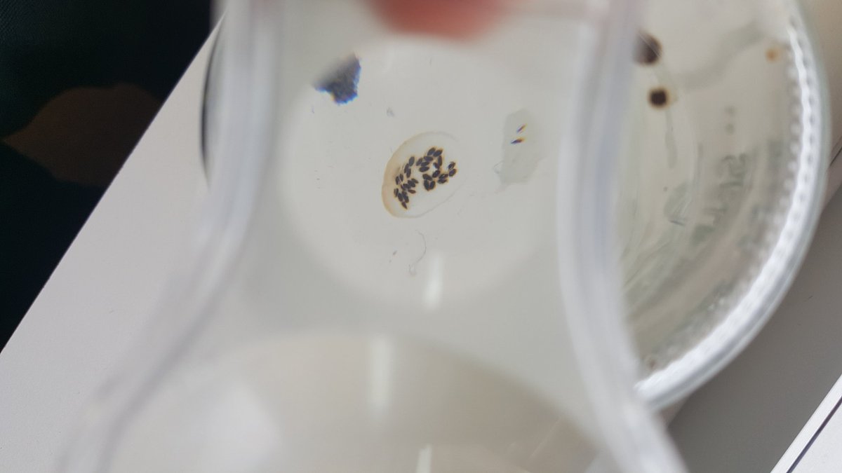 bailfog's tweet photo. Found this on bottom of a jar that held a big European Cross spider. What is it? #spiders #hwestem #ScienceED https://t.co/f7AKPRNYA8