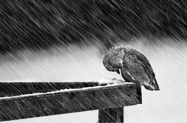 ghad754's tweet photo. لا تنحني ياطير لاصادفك ريح 
من ينحني مرة...تحنت عضامه

افرد جناحينك لو تقوم وتطيح
حتى تنال المبتغى والزعامه 

#حياة_بكري 
#حياتيات
#بكريات https://t.co/4usgYTq16g